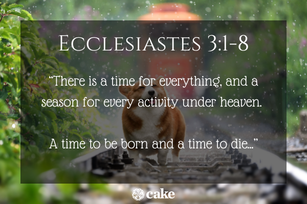 Bible verse for losing a pet Ecclesiastes 3:1-8 image