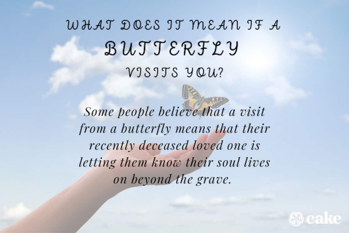 Butterfly Meanings & Symbolism Explained | Cake Blog | Cake