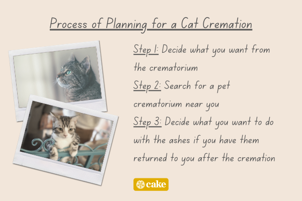 List of steps to plan for a cat cremation with images of cats
