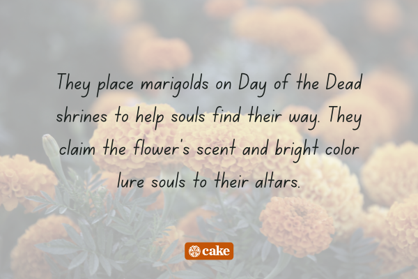 Text about marigolds used on Day of the Dead with an image of marigolds in the background