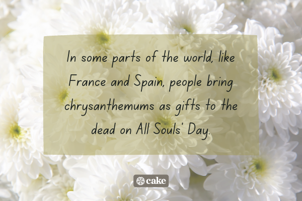 Text about chrysanthemums used on Day of the Dead with an image of chrysanthemums in the background