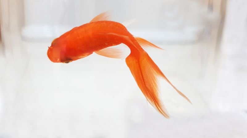 Closeup Of A Dead Goldfish In A Fishing Net Held Above A Toilet