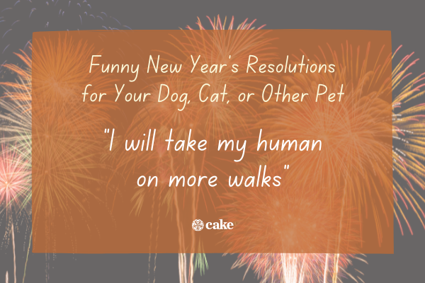 Example of a funny new years resolution for your pet over an image of fireworks