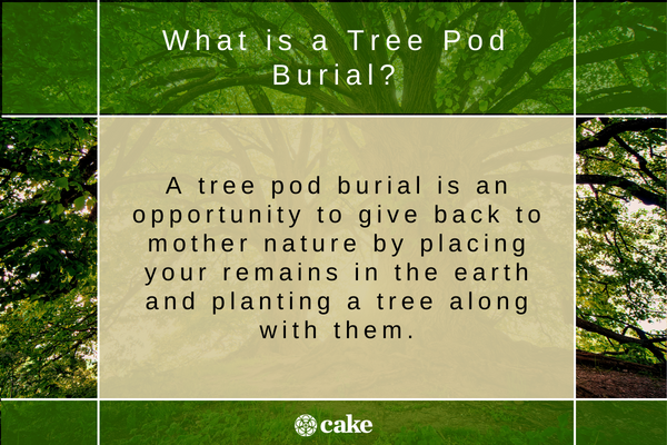 EcoFriendly Tree Pod Burials Cost, Process & Impact Cake Blog