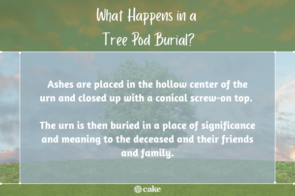How tree pod burials work image