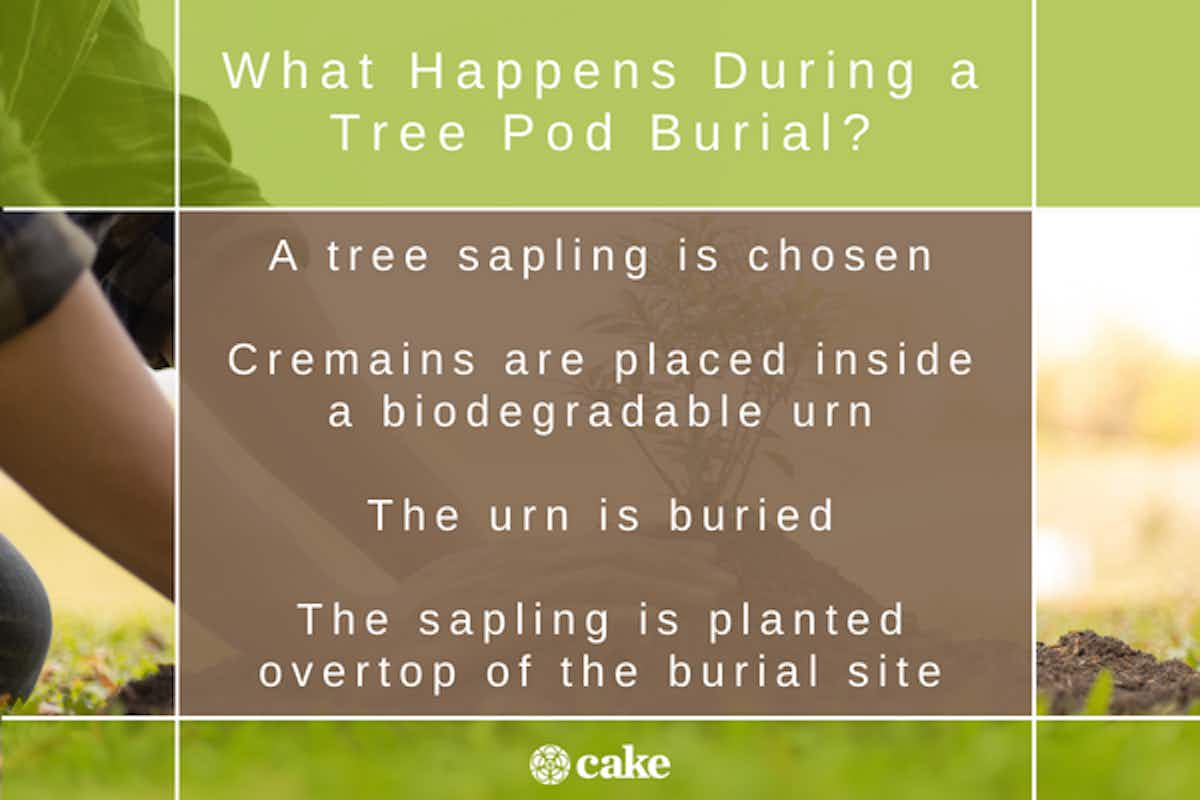 Graphic anaswering what happens during a tree pod burial