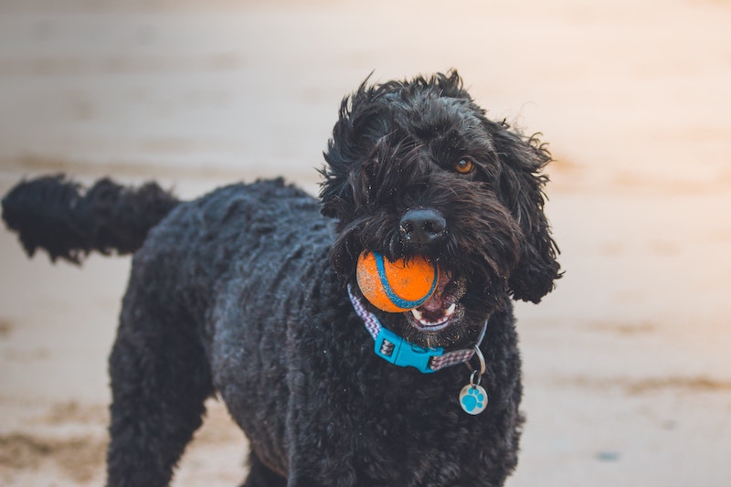 14 Types Of Pet Memorial Plaques For Outside Indoors Cake Blog   Jake Oates E38KRRk1fvg Unsplash 