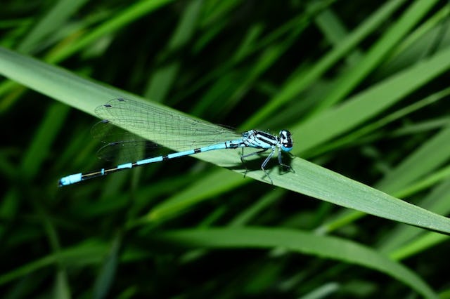 Discover the symbolism and narratives around dragonflies and their origins.