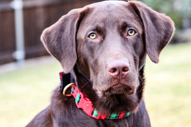 Make Your Own: Leather Dog Collar - Beginner Tutorial 