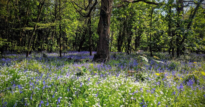 What’s a Woodland Burial in the UK? Process + Cost | Cake Blog | Cake ...