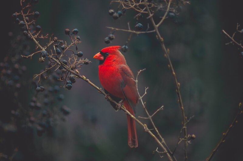  Loving Memory Letter From Heaven Cardinals Someone In