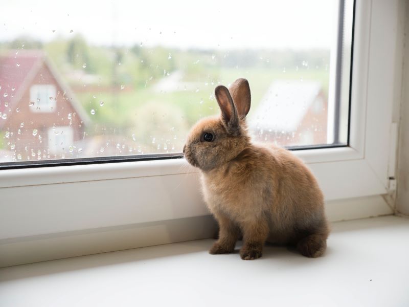 Rabbit Memorials: How To Deal With the Loss of a Pet Rabbit 