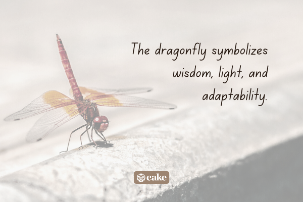 Text about dragonflies as signs from the deceased over an image of a dragonfly