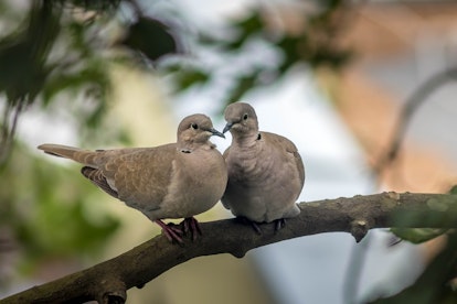 mourning doves symbolize explained interpretations belief frequently