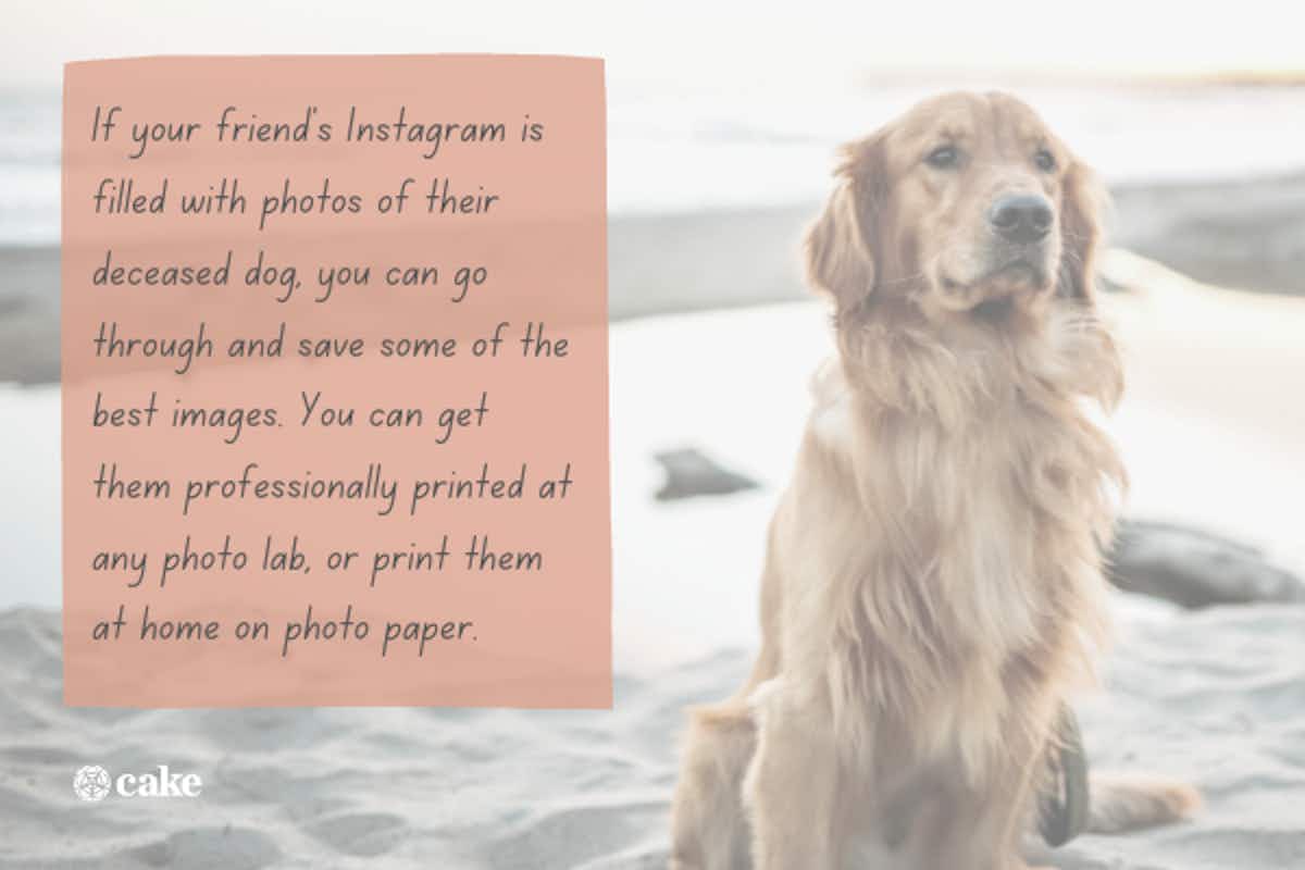 Gifts for dead dog cheap