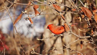 CARING CARDINALS - Visit our website for comfort and inspiration